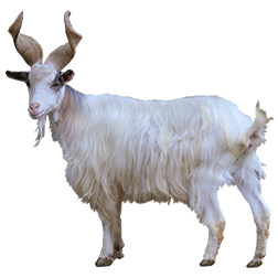 Girgentana Goat